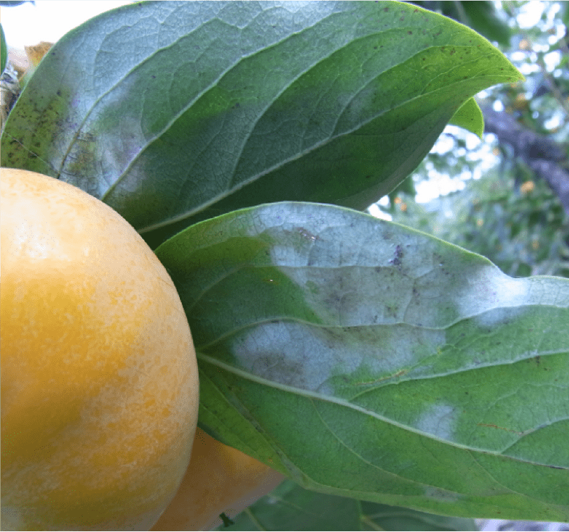 葉裏の白色菌そう