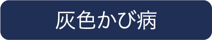 灰⾊かび病