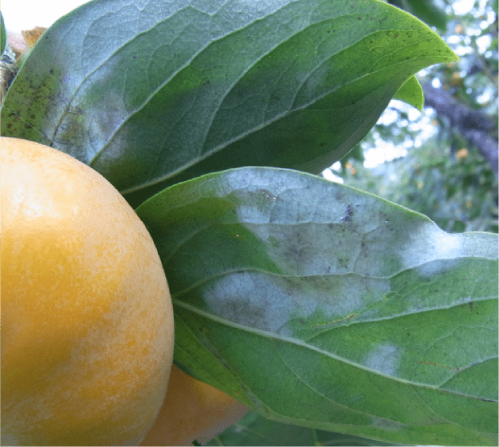 葉裏の白色菌そう