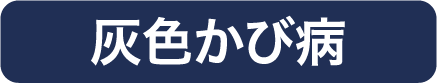 灰⾊かび病