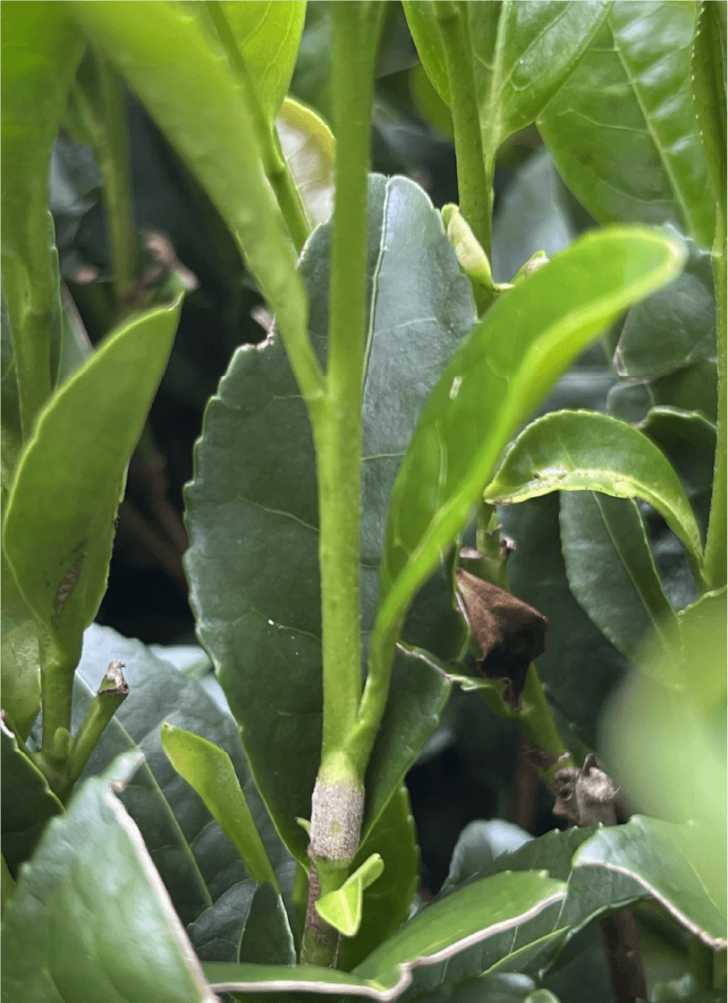 茎に発生したもち病