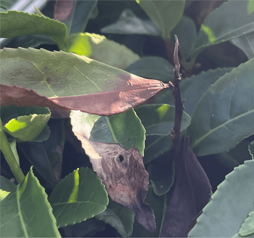 新梢枯死症状