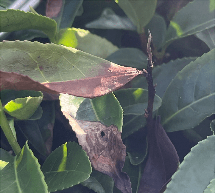 新梢枯死症状