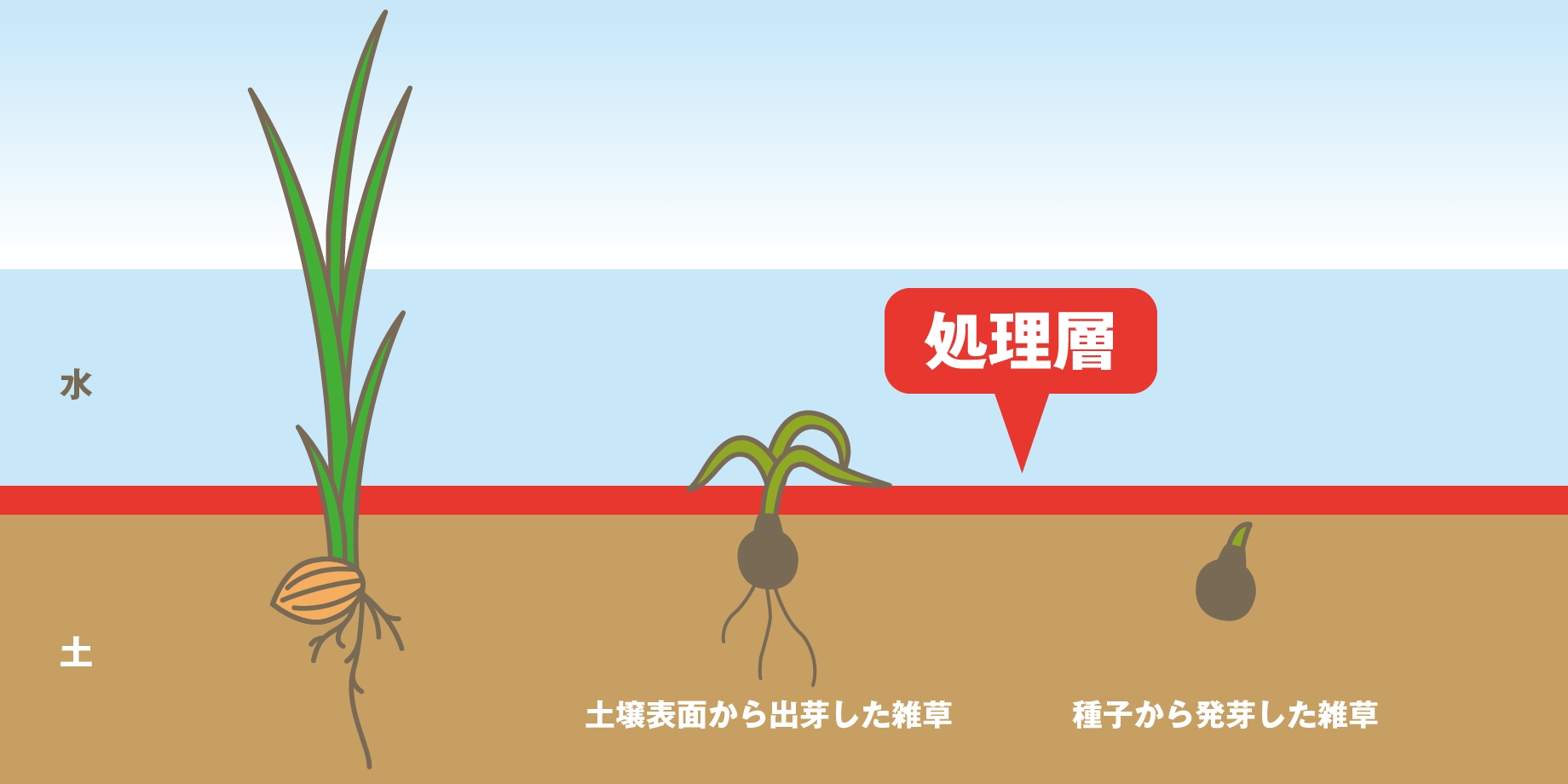 水稲用除草剤は有効成分の「処理層」で雑草の生育を抑制